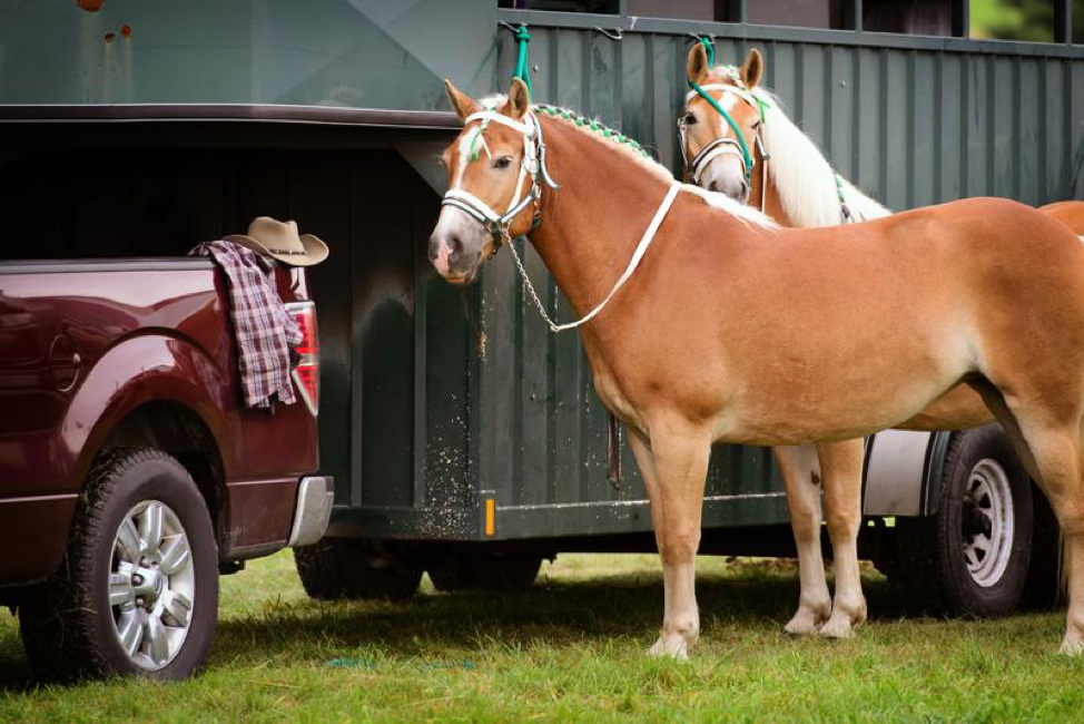 Must-Read Tips for Trailering Your Horse Long-Distance