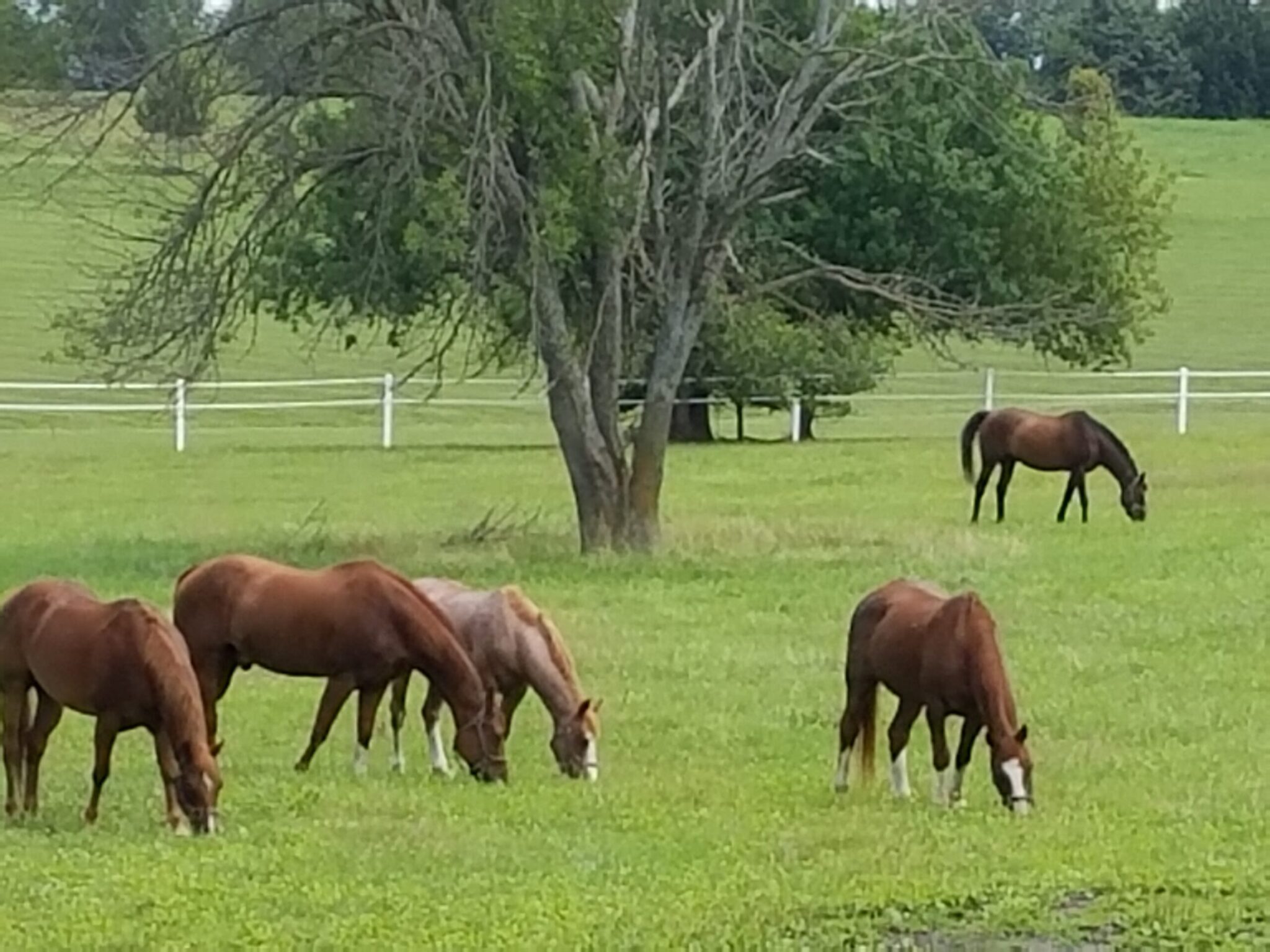 About - Seven Oaks Ranch